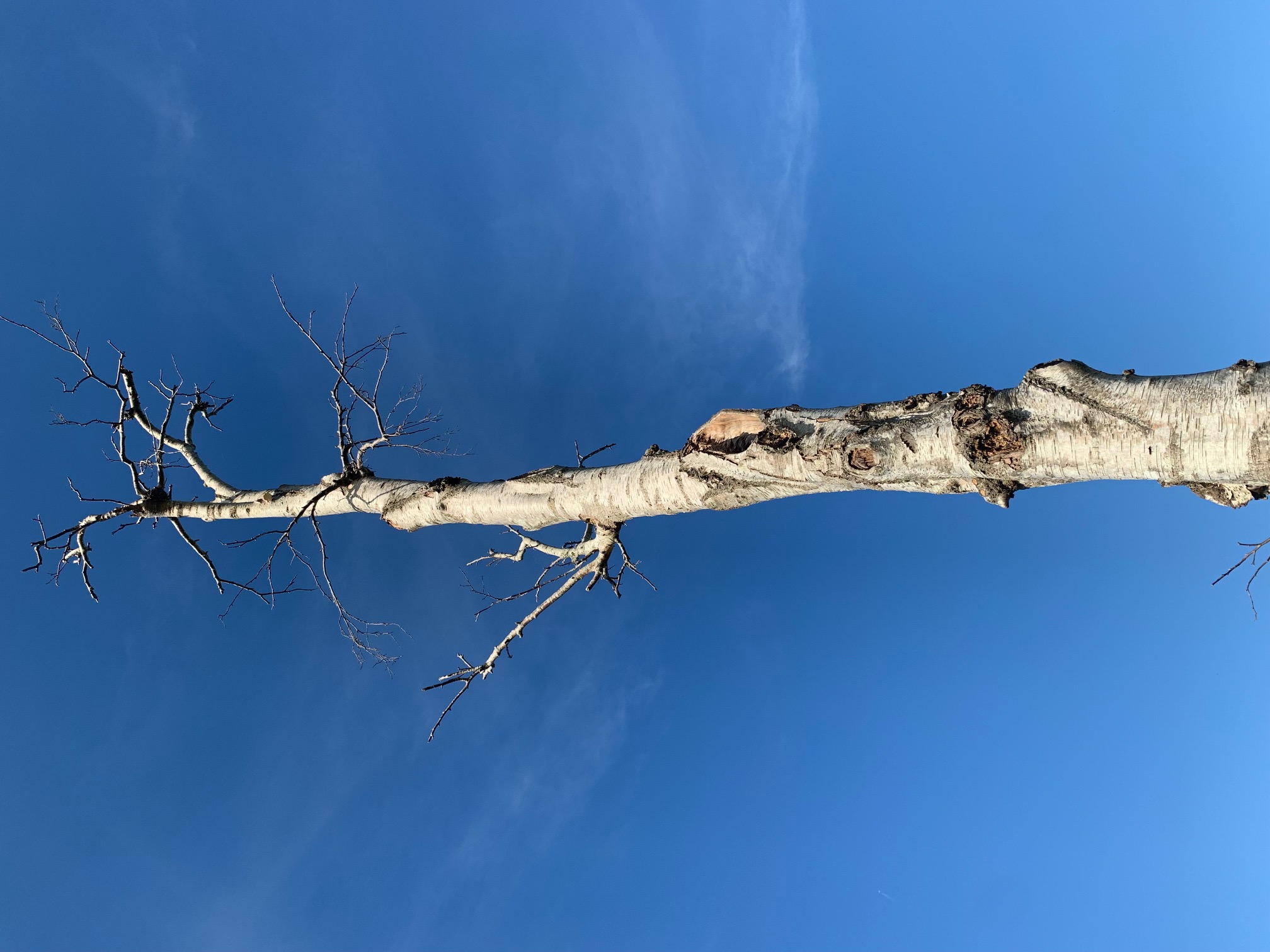 Zen.nl, Zen, meditatie, leren mediteren, foto, sesshin, wedstrijd, schoonheid, vergankelijkheid